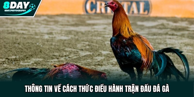 Thông tin về cách thức điều hành trận đấu đá gà