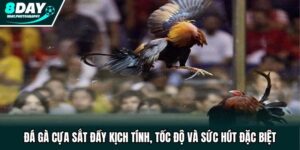 Đá Gà Cựa Sắt Đầy Kịch Tính, Tốc Độ Và Sức Hút Đặc Biệt