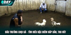 Đấu Trường Chọi Gà - Tìm Hiểu Đặc Điểm Hấp Dẫn, Thu Hút