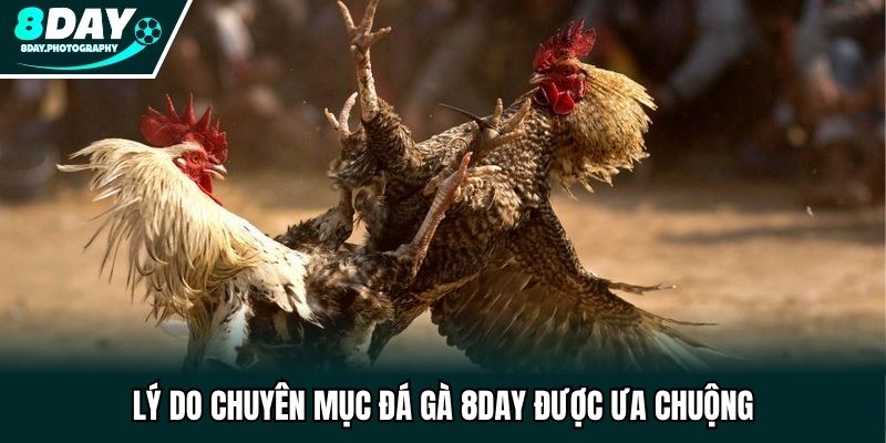 Lý do chuyên mục đá gà 8DAY được ưa chuộng
