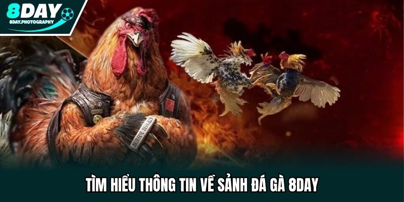 Tìm hiểu thông tin về sảnh đá gà 8DAY